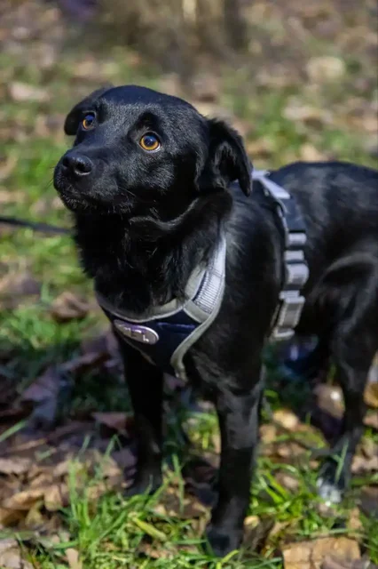 Щенок Тиша ищет дом - Животные в Москва