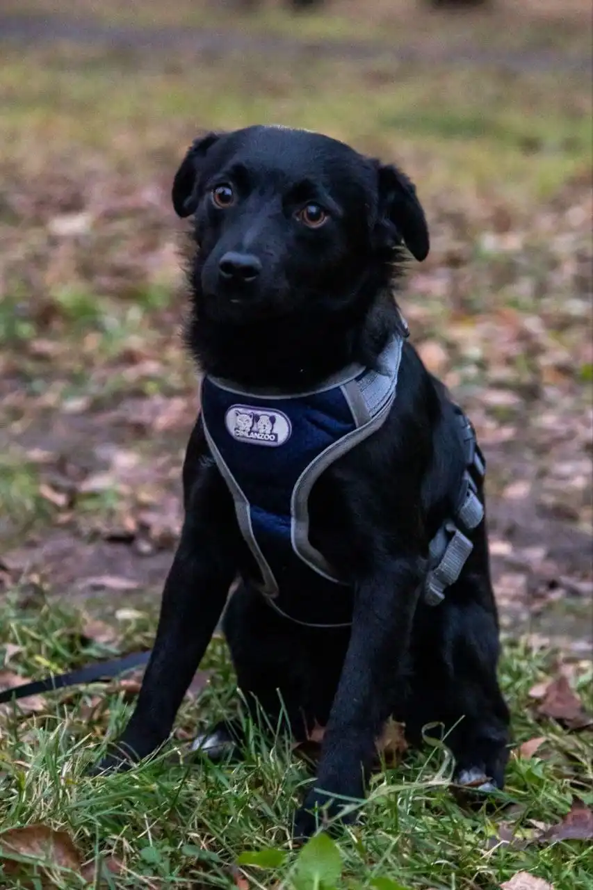 Щенок Тиша ищет дом