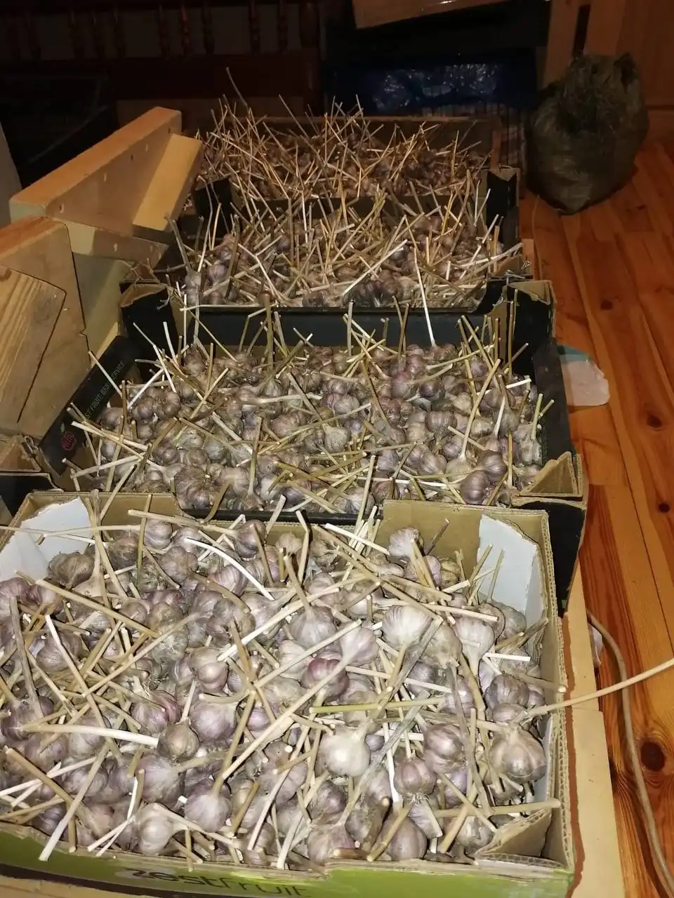 Молодой домашний чеснок Любаша урожая 2025 года