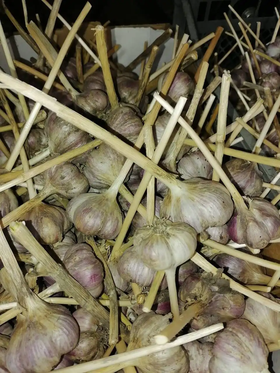 Молодой домашний чеснок Любаша урожая 2025 года