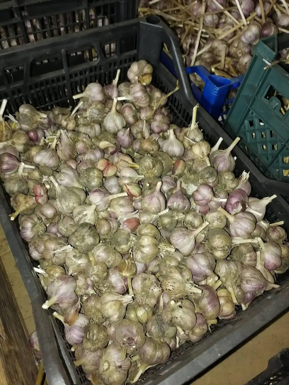 Молодой домашний чеснок Любаша урожая 2025 года