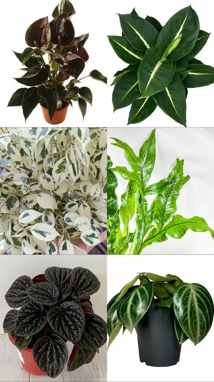 Поставка комнатных растений: диффенбахия, пеперомия, антуриум, фаленопсис
