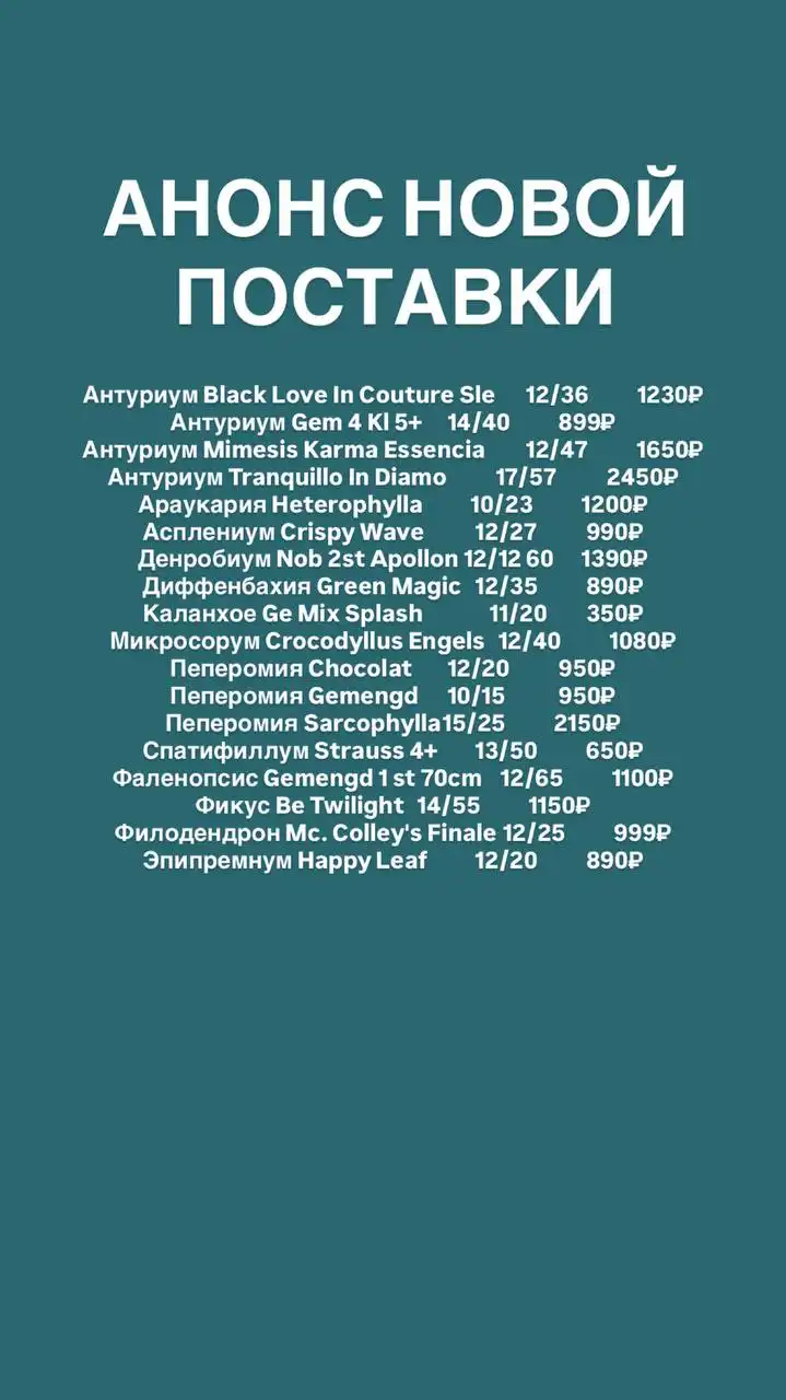 Поставка комнатных растений: диффенбахия, пеперомия, антуриум, фаленопсис