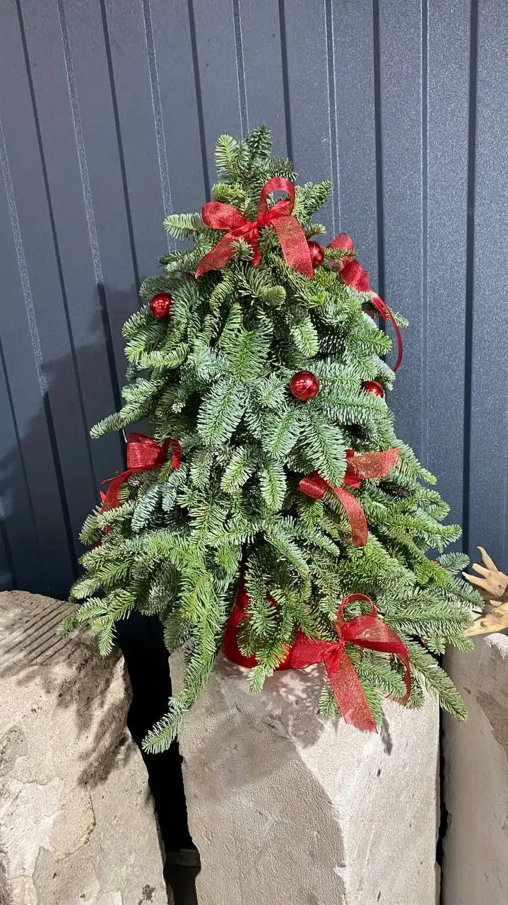 Новогодние композиции из растений