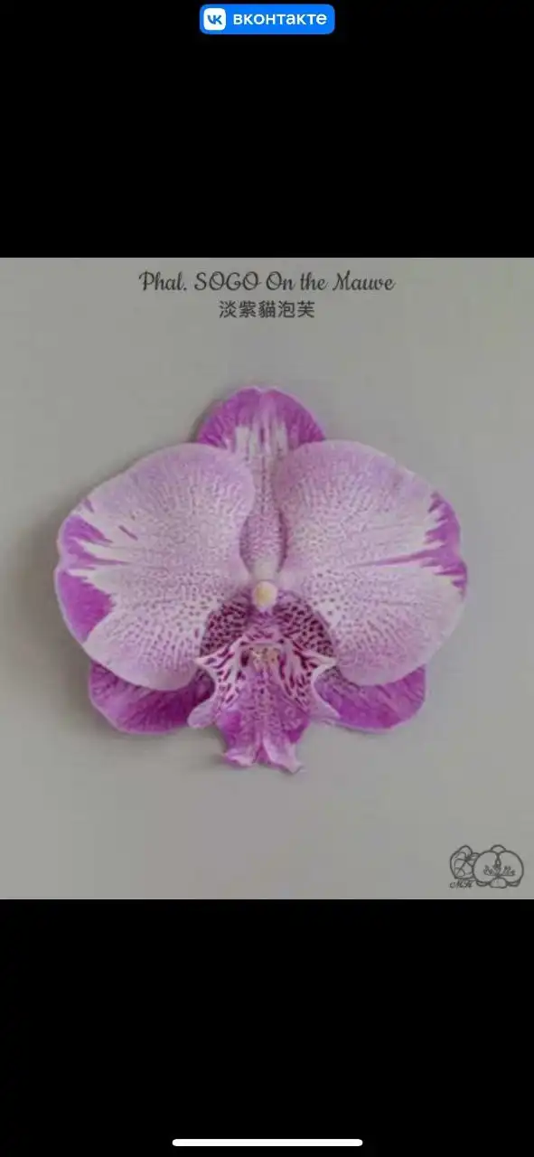 Комнатные и уличные растения Флориссима в Ростове-на-Дону