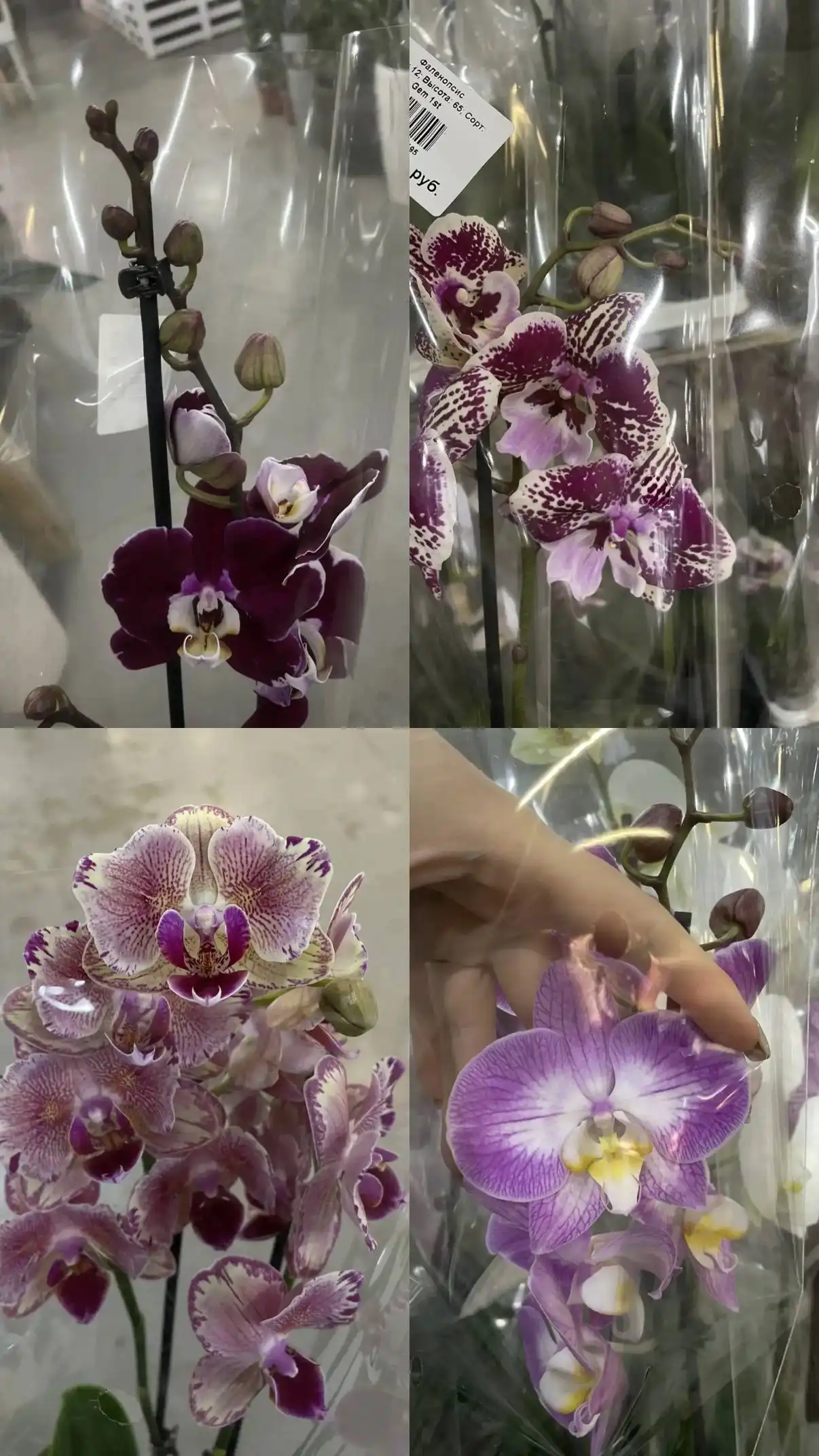 Фаленопсисы и комнатные растения в Ростове-на-Дону - Барахолка в Ростов-на-Дону