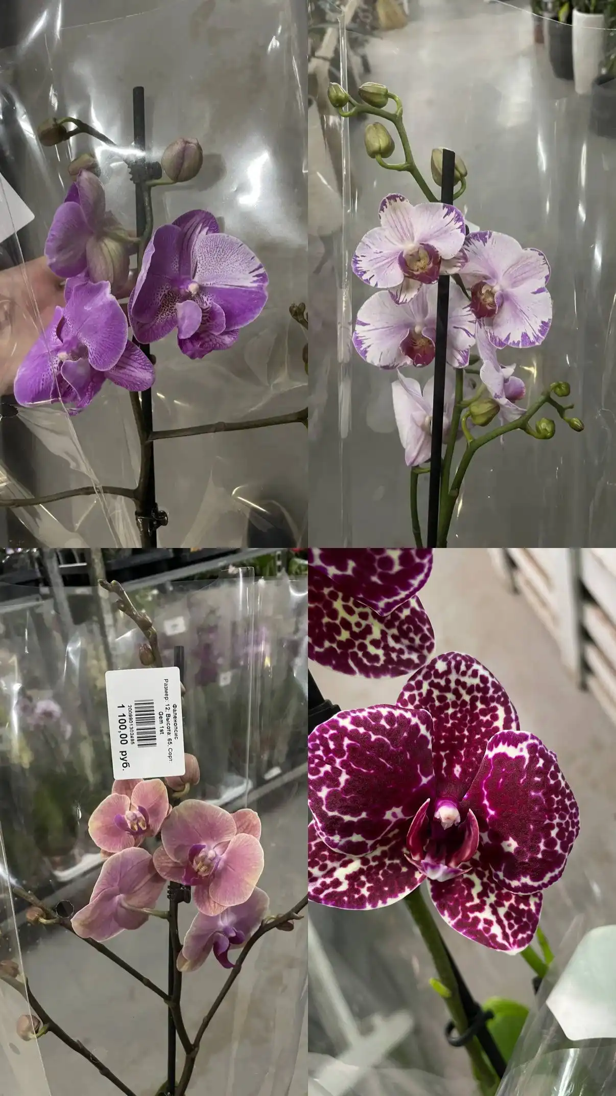 Фаленопсисы и комнатные растения в Ростове-на-Дону