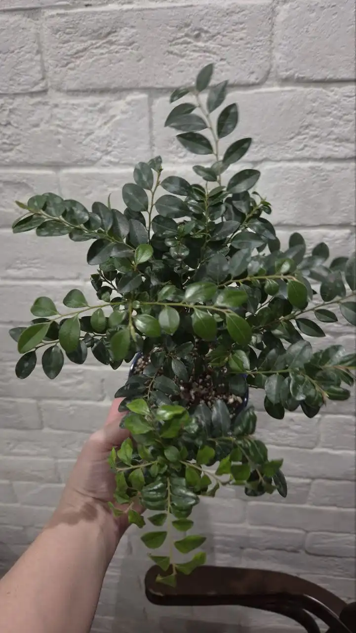 Растение семейства бобовые