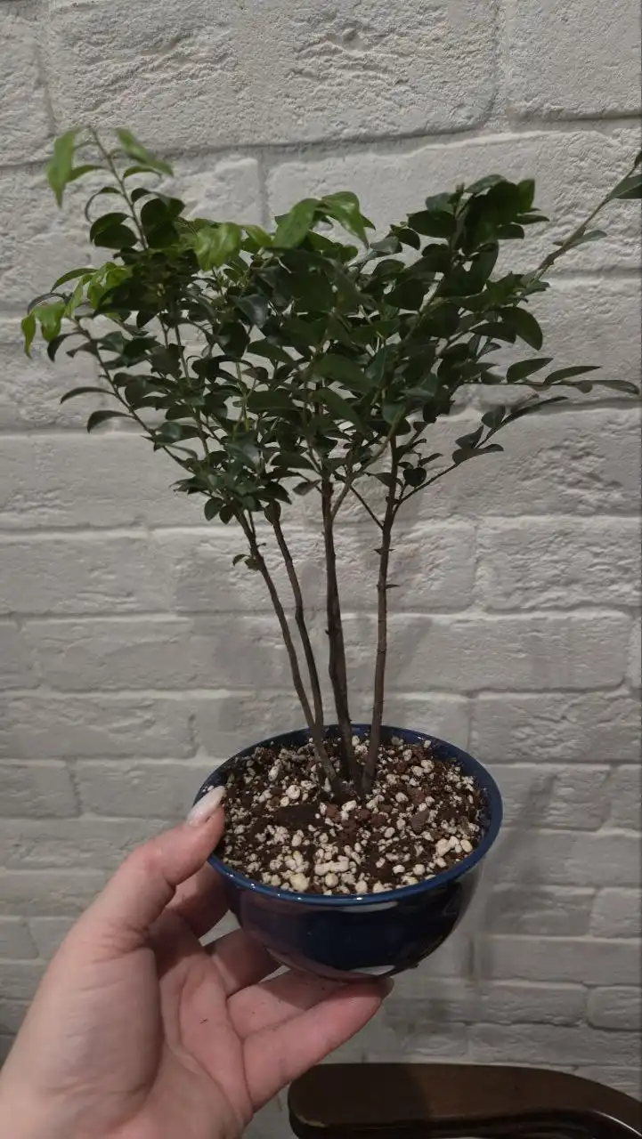 Растение семейства бобовые