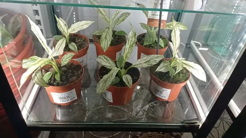 Комнатные и уличные растения - Хобби и отдых в Ростов-на-Дону