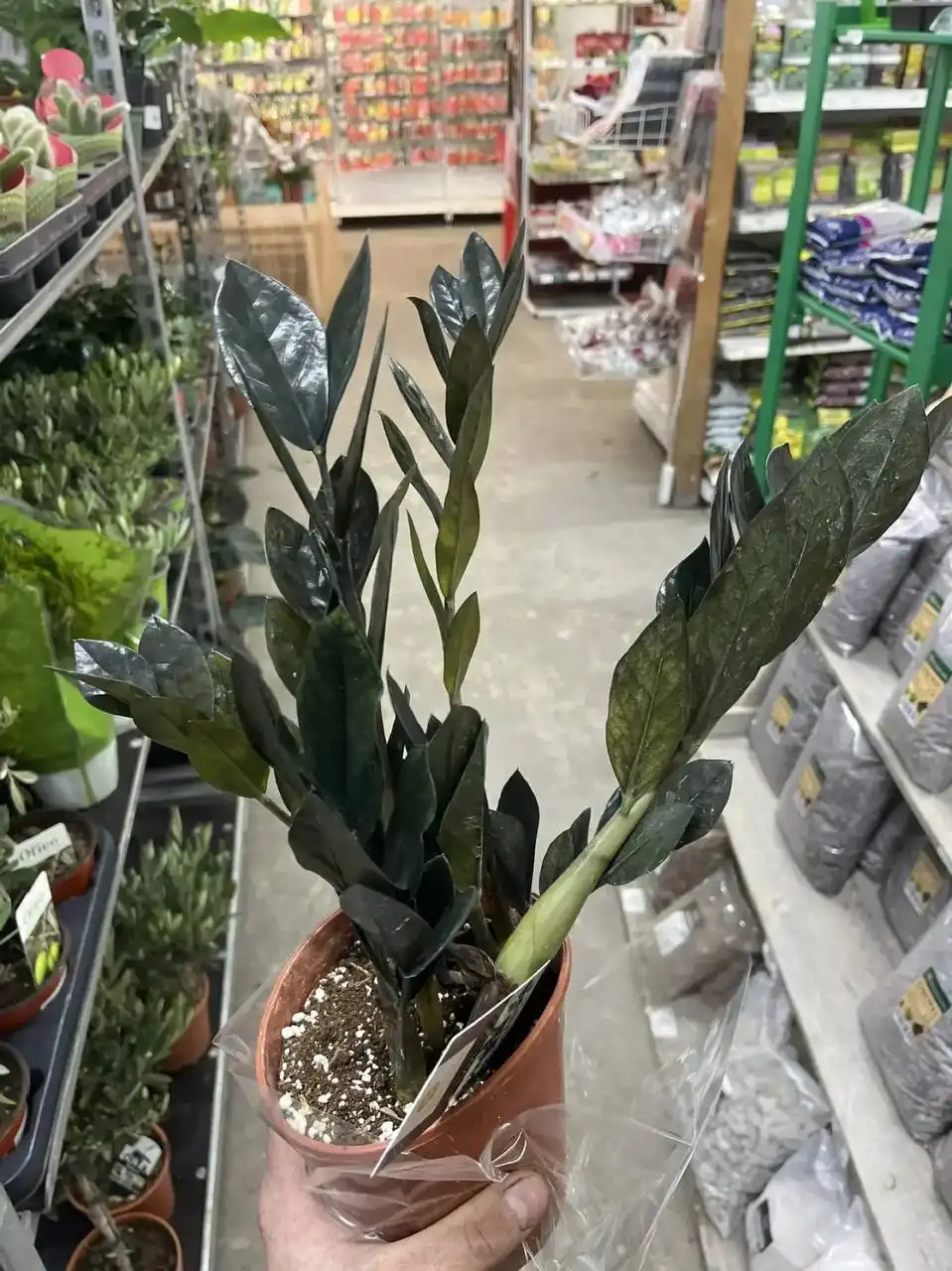 Замиокулькас в Ростове-на-Дону