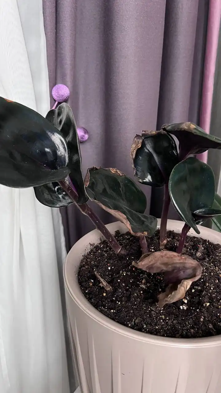 Продажа комнатных и уличных растений