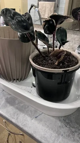 Кашпо с двойным дном - Хобби и отдых в Ростов-на-Дону