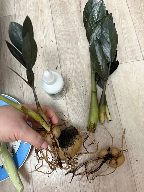 Растение с признаками гнили - Хобби и отдых в Ростов-на-Дону