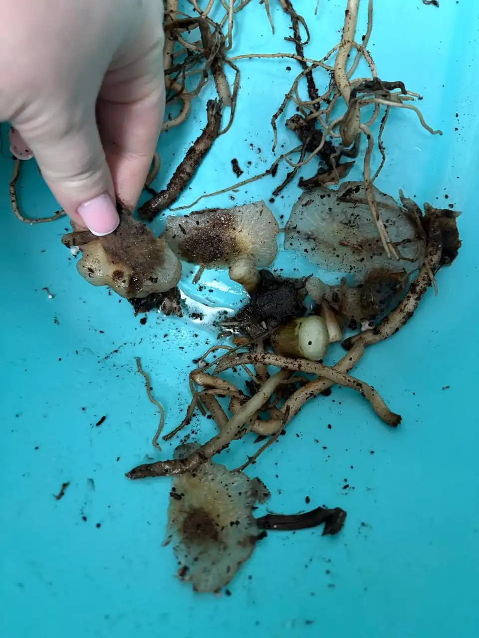 Растение с признаками гнили