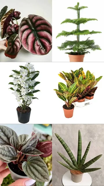 Анонс новой поставки комнатных и уличных растений - Хобби и отдых в Ростов-на-Дону