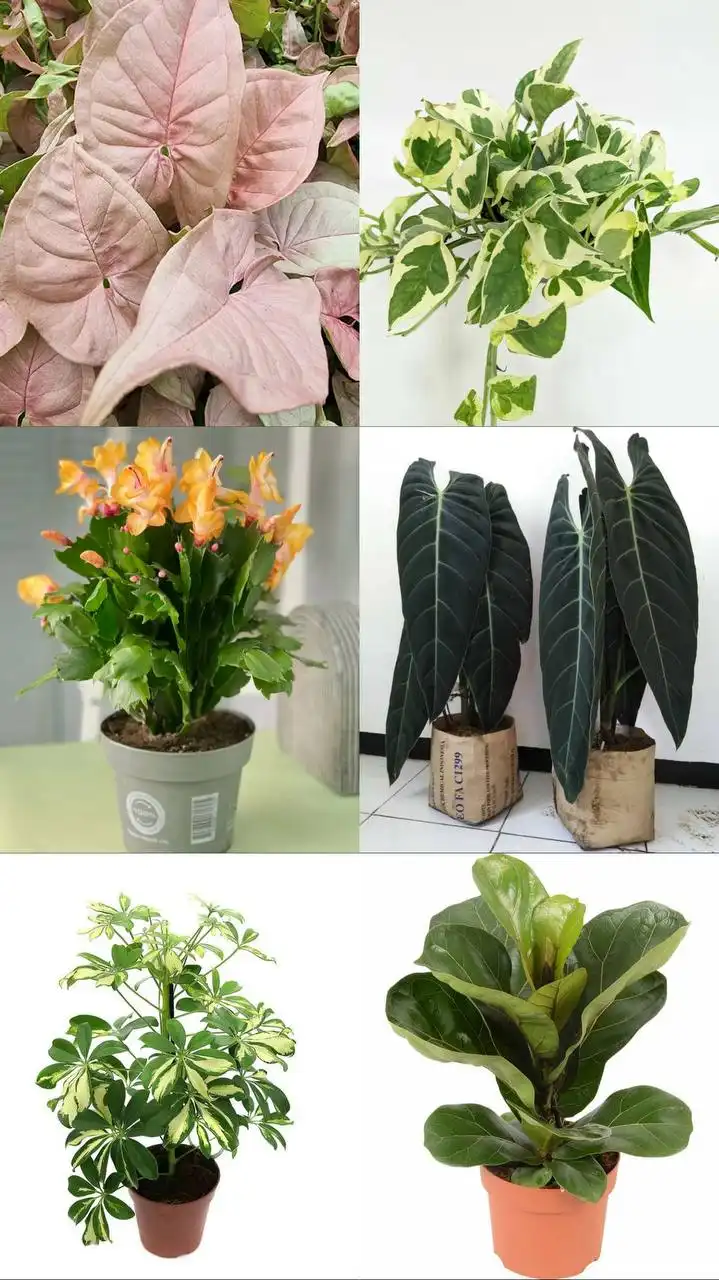 Анонс новой поставки комнатных и уличных растений