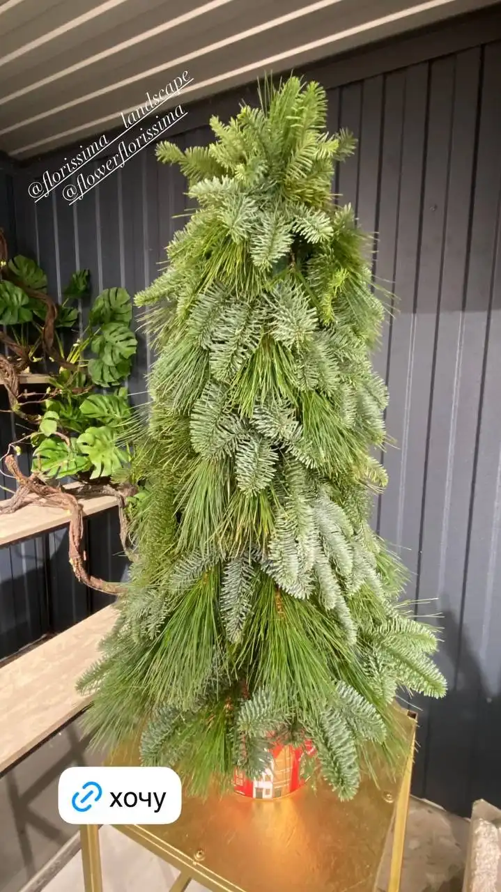 Комнатные и уличные растения