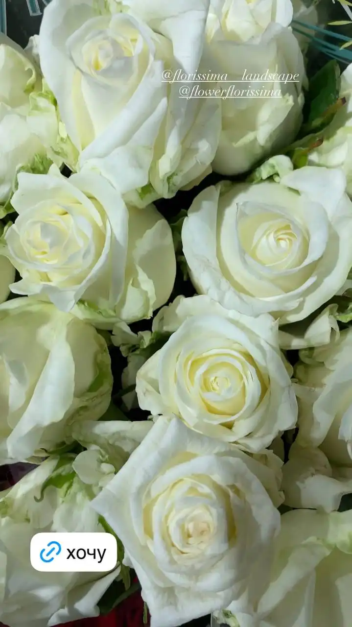 Комнатные и уличные растения