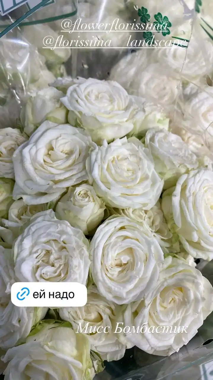 Комнатные и уличные растения