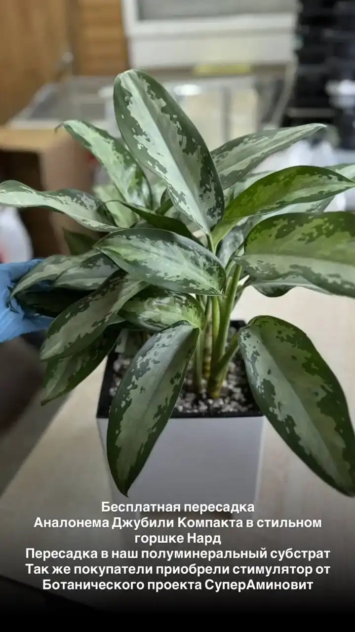 Продажа растений и товаров для садоводства