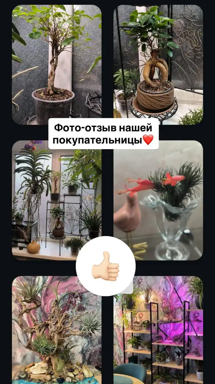 Продажа комнатных и уличных растений во Флориссима