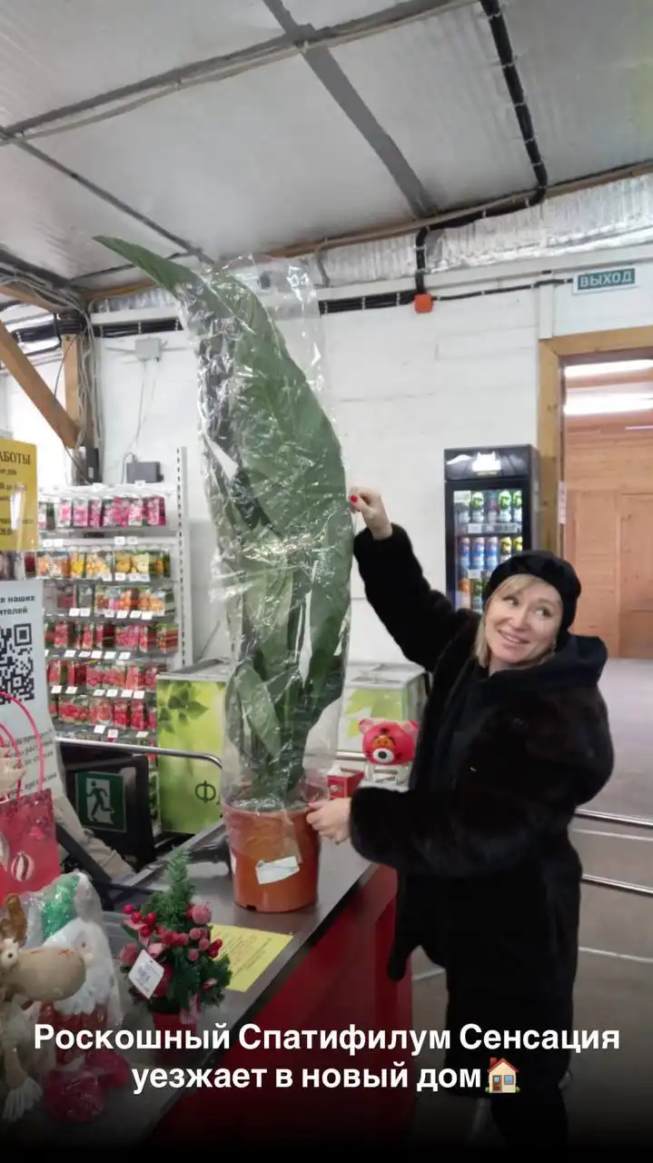 Флориссима: комнатные и уличные растения в Ростове-на-Дону - Хобби и отдых в Ростов-на-Дону