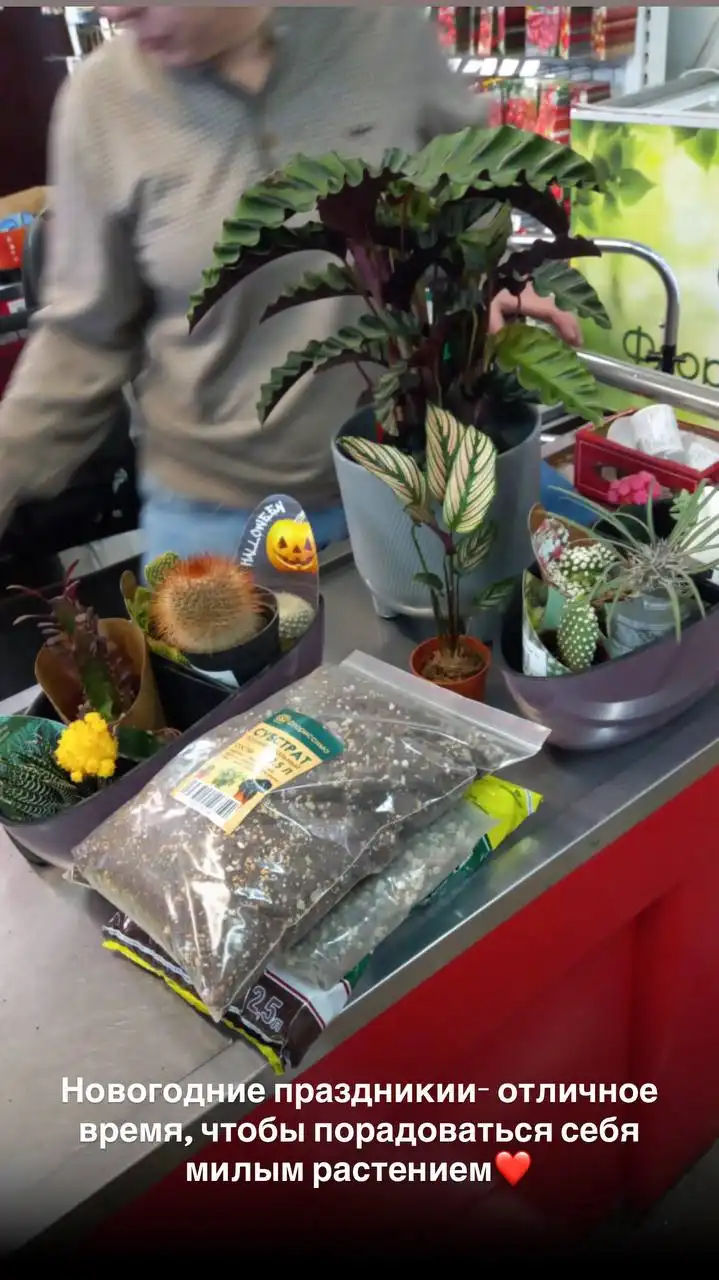 Флориссима: комнатные и уличные растения в Ростове-на-Дону