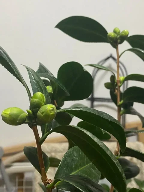 Продажа комнатных растений с бутонами в Ростове-на-Дону - Хобби и отдых в Ростов-на-Дону