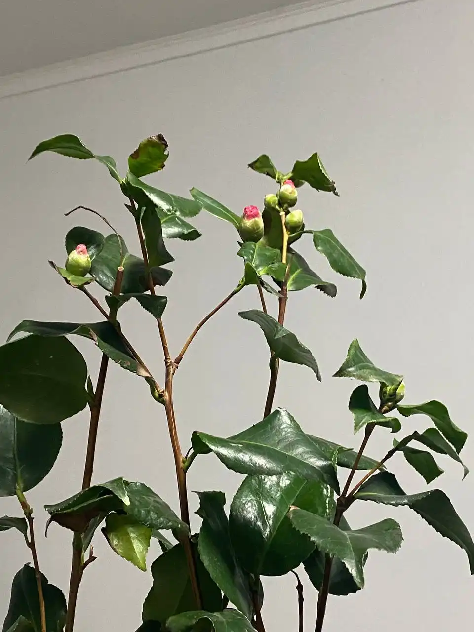 Продажа комнатных растений с бутонами в Ростове-на-Дону