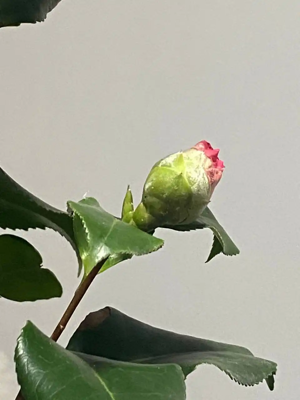 Продажа комнатных растений с бутонами в Ростове-на-Дону