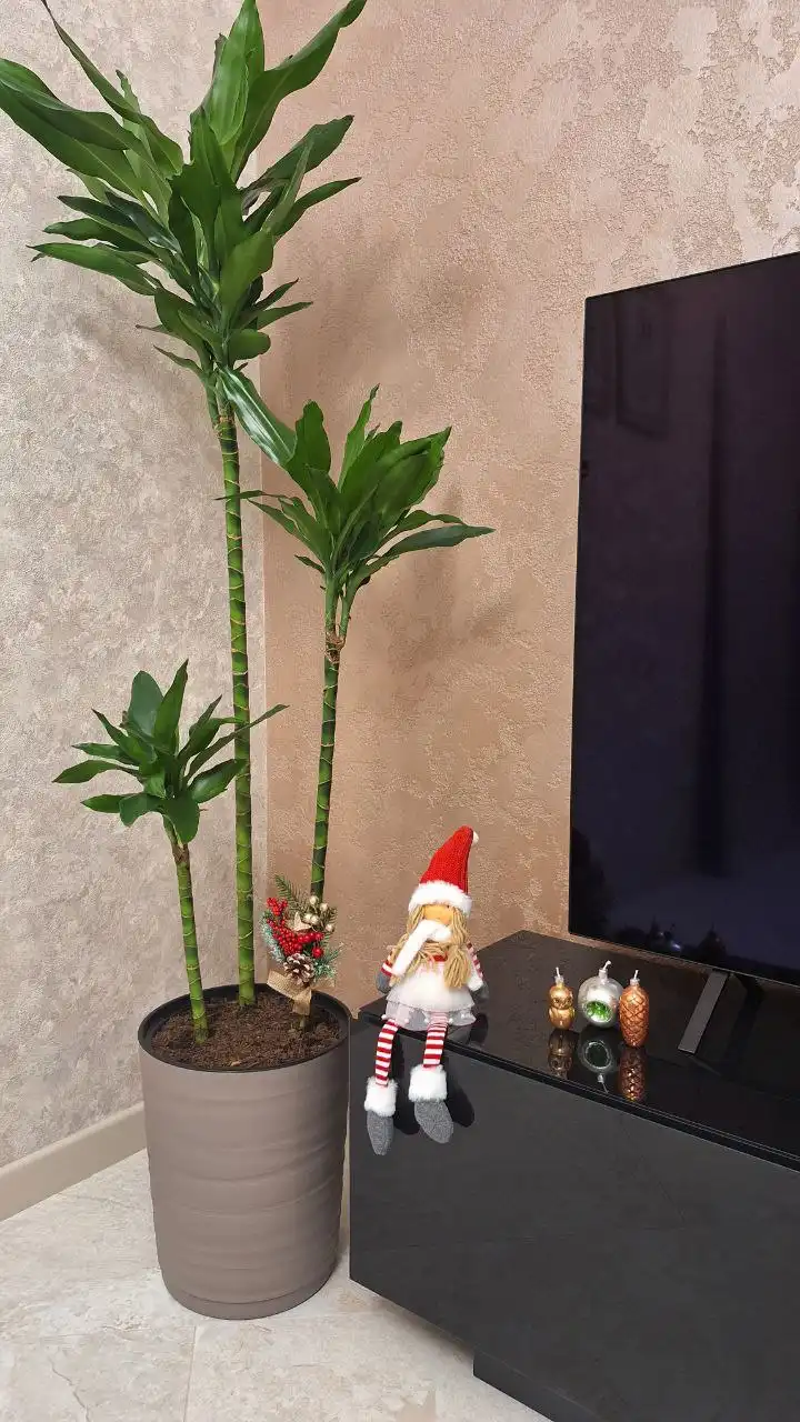 Подбор комнатного растения