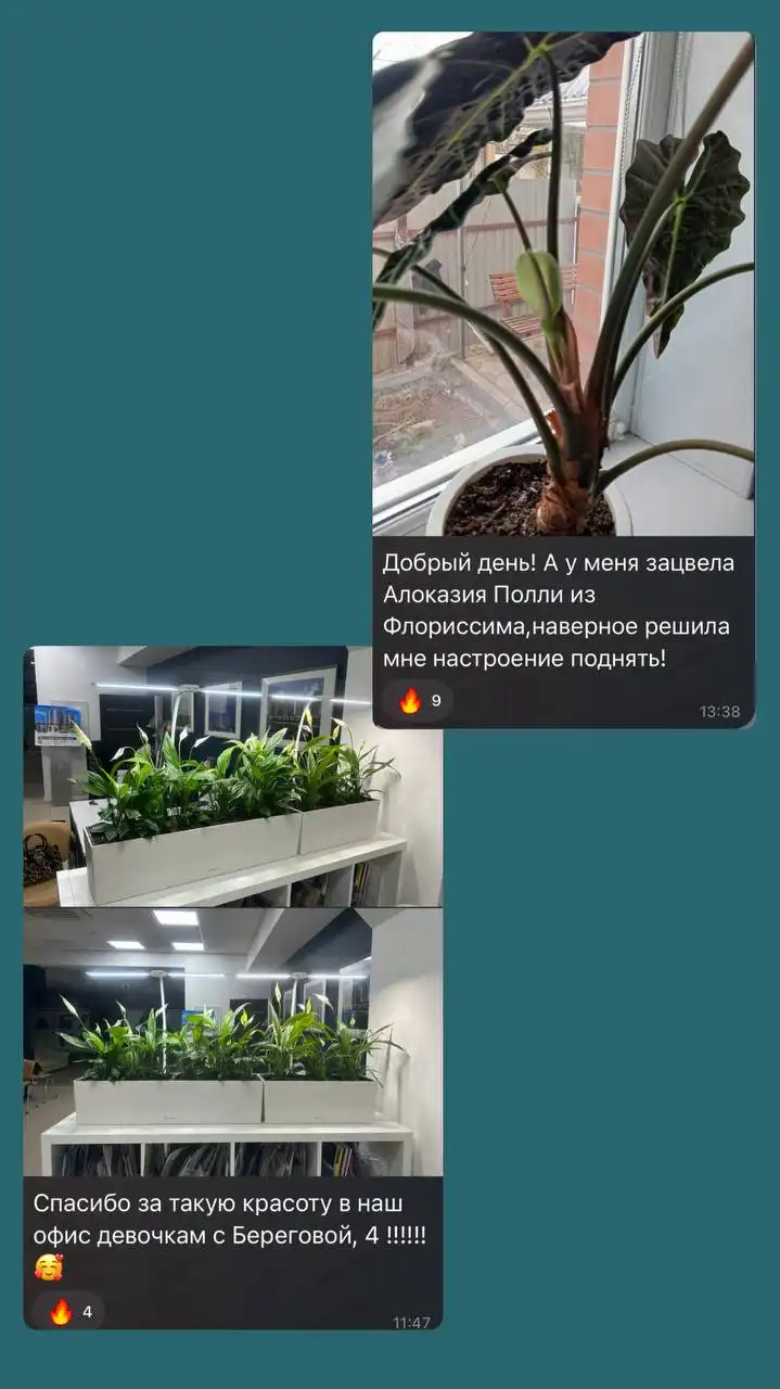 Комнатные и уличные растения в Ростове-на-Дону