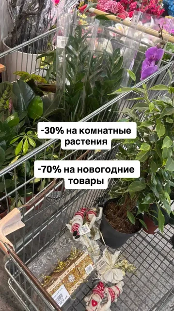 Скидки на растения и садовые товары - Растения в Ростов-на-Дону