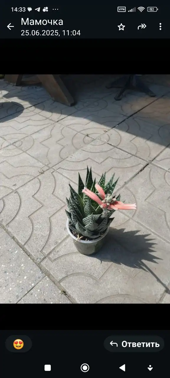 Комнатные и уличные растения