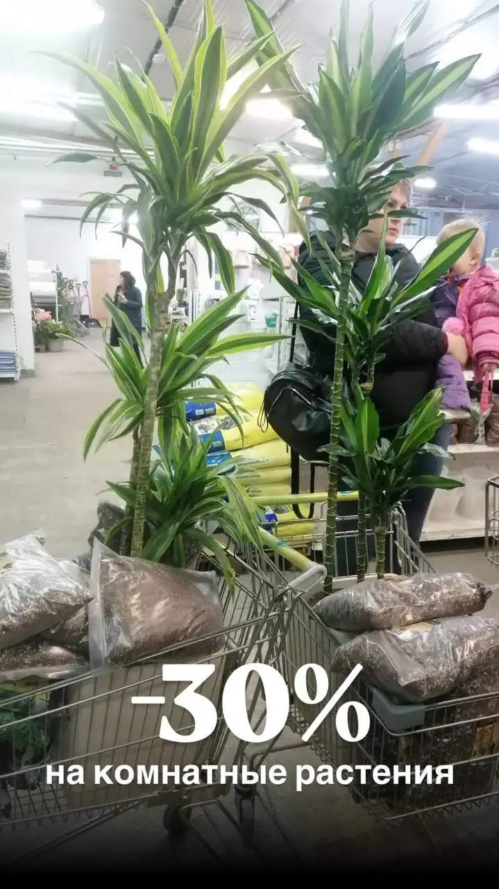 Скидка 30% на комнатные растения - Хобби и отдых в Ростов-на-Дону