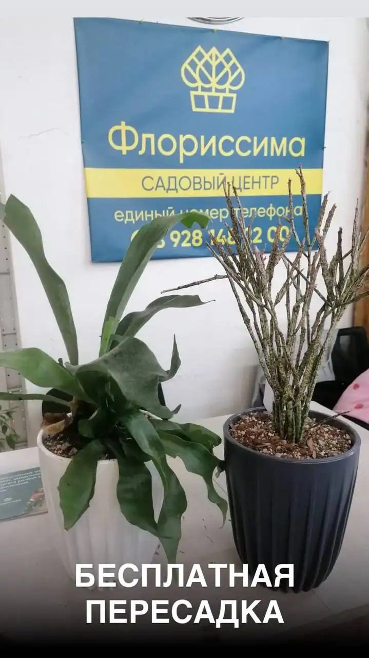 Скидка на комнатные растения во Флориссима - Хобби и отдых в Ростов-на-Дону