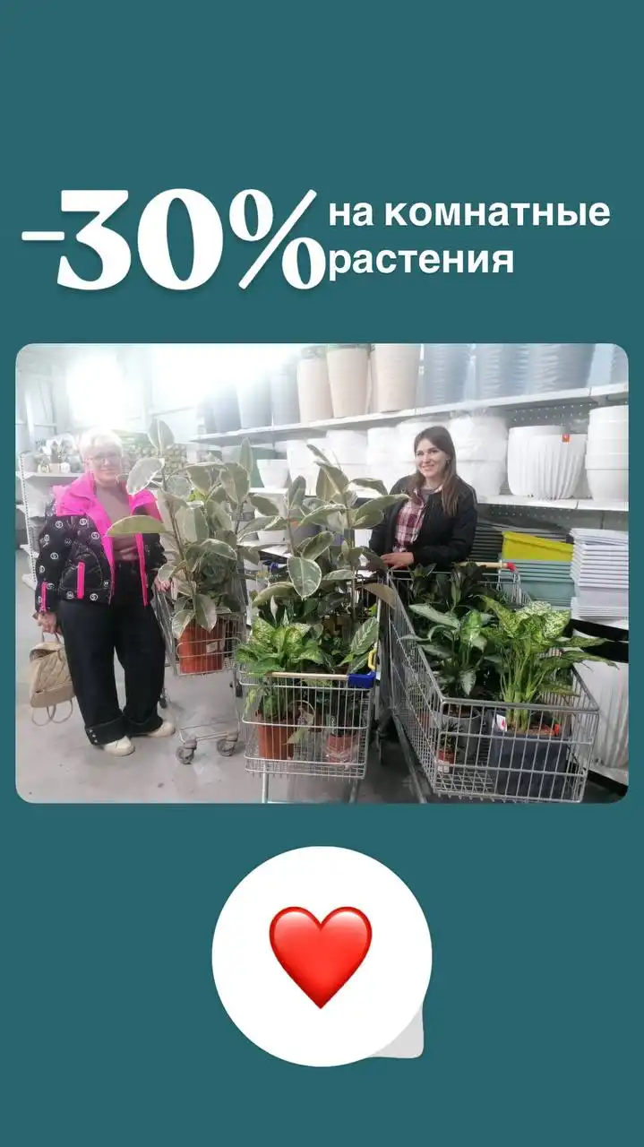 Скидка на комнатные растения во Флориссима