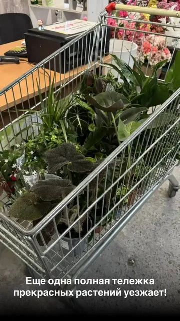 Букет растений со скидкой - Хобби и отдых в Ростов-на-Дону