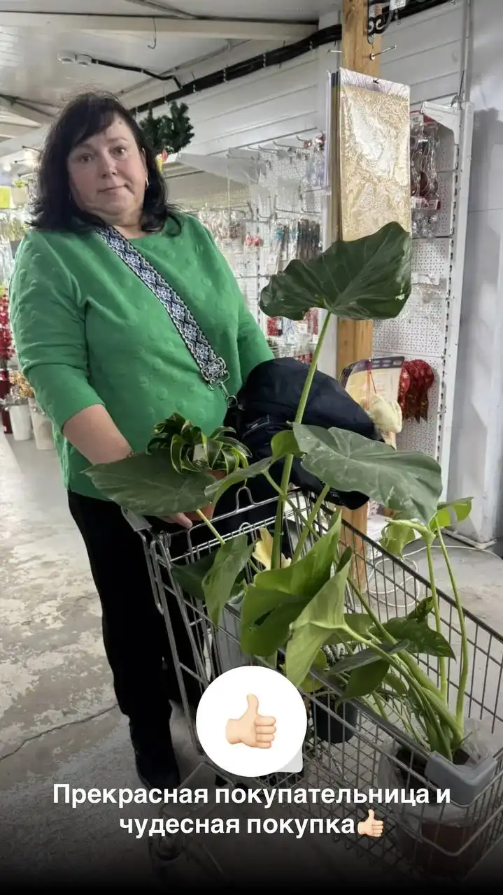 Букет растений со скидкой