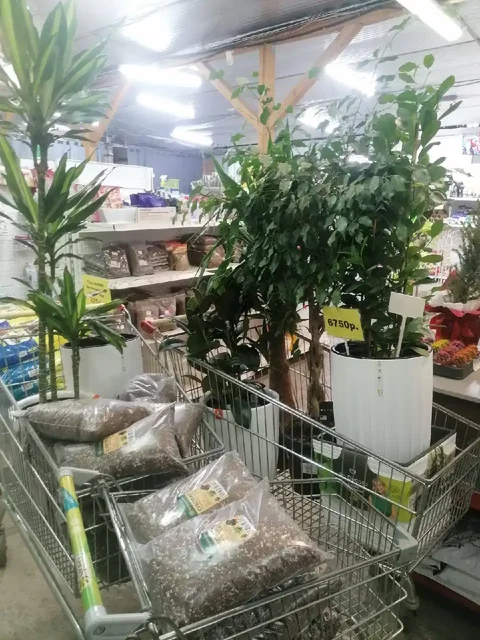 Растения комнатные и уличные со скидкой - Хобби и отдых в Ростов-на-Дону