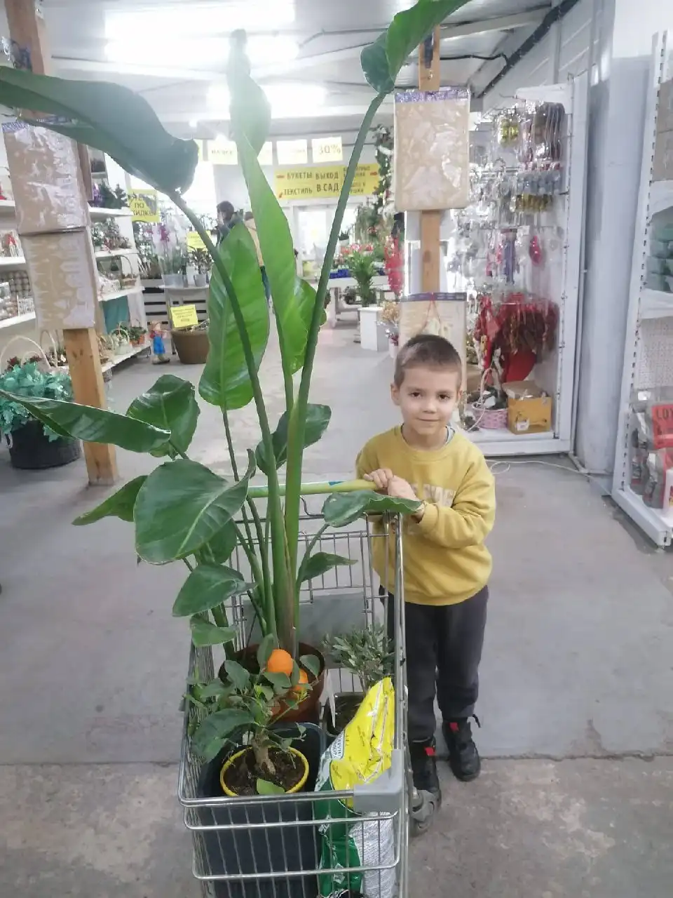 Растения комнатные и уличные со скидкой - Растения (Хобби и отдых) в Ростов-на-Дону