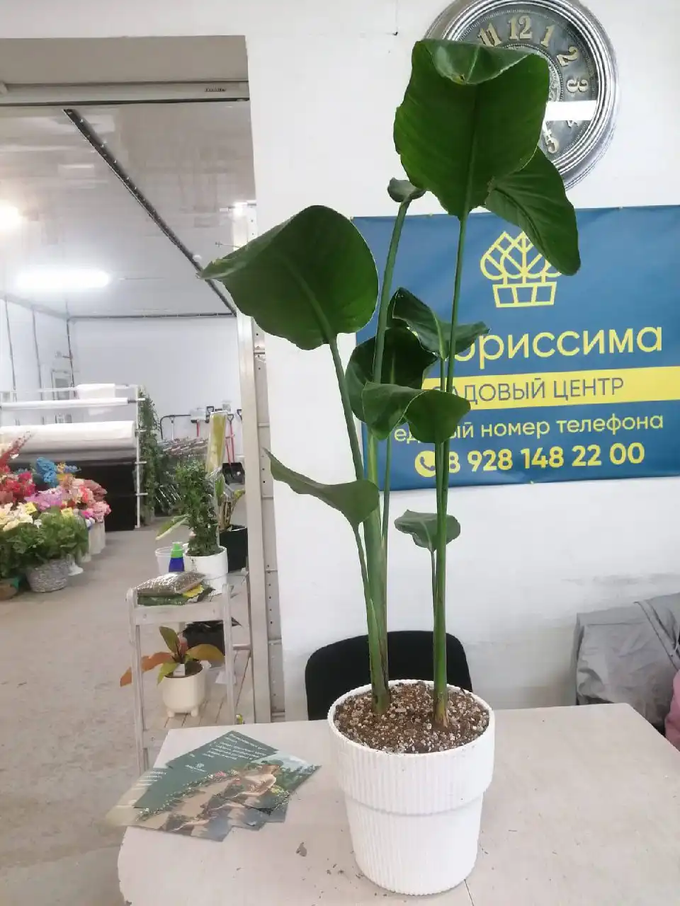 Растения комнатные и уличные со скидкой - Растения (Хобби и отдых) в Ростов-на-Дону