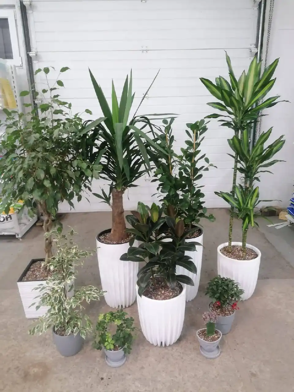 Растения комнатные и уличные со скидкой - Растения (Хобби и отдых) в Ростов-на-Дону