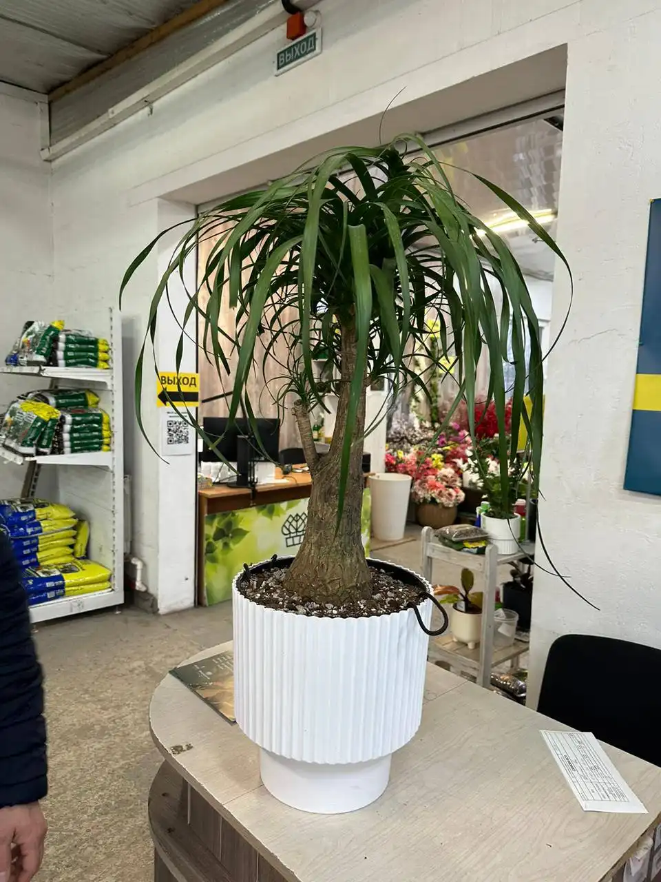 Растения комнатные и уличные со скидкой - Растения (Хобби и отдых) в Ростов-на-Дону