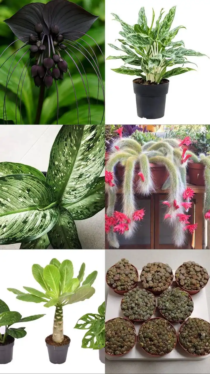 Анонс новой поставки комнатных и уличных растений - Растения (Хобби и отдых) в Ростов-на-Дону