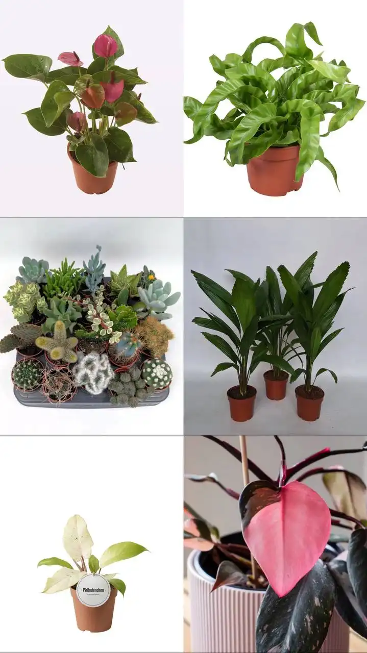 Анонс новой поставки комнатных и уличных растений - Растения (Хобби и отдых) в Ростов-на-Дону