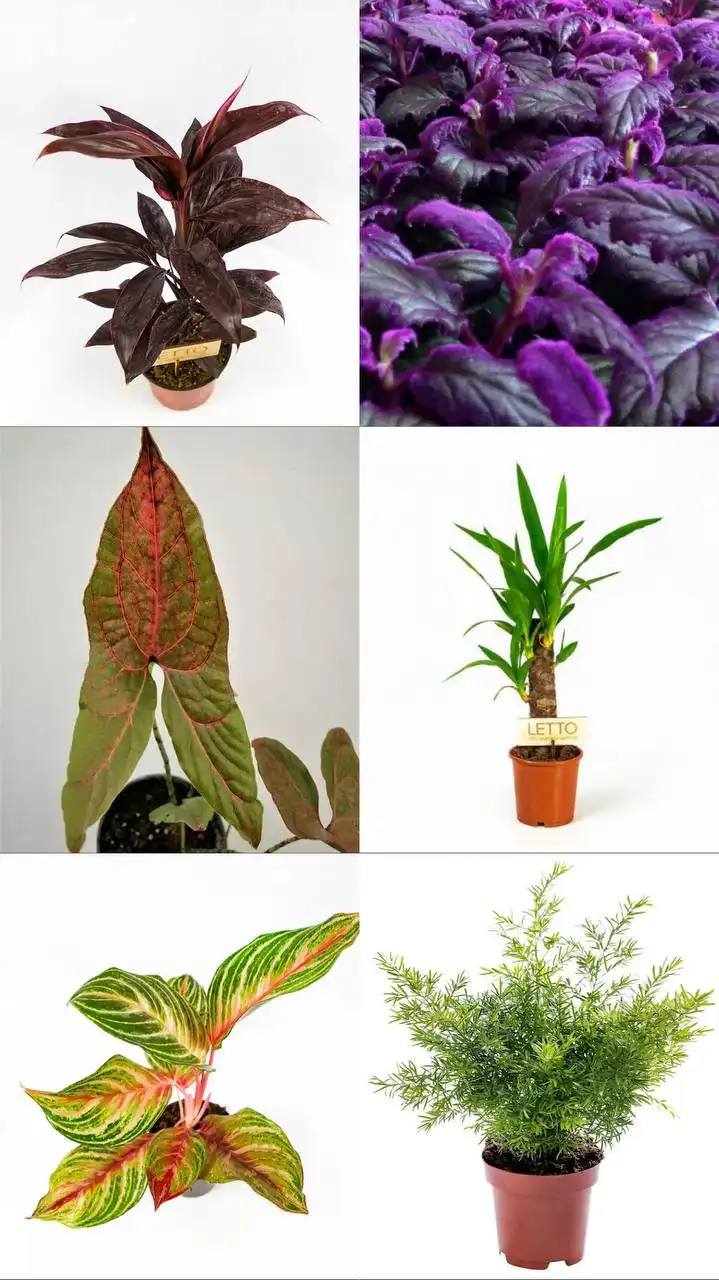 Анонс новой поставки растений - Растения (Хобби и отдых) в Ростов-на-Дону