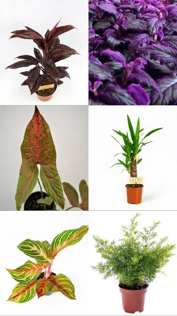 Анонс новой поставки растений - Цветы в Ростов-на-Дону