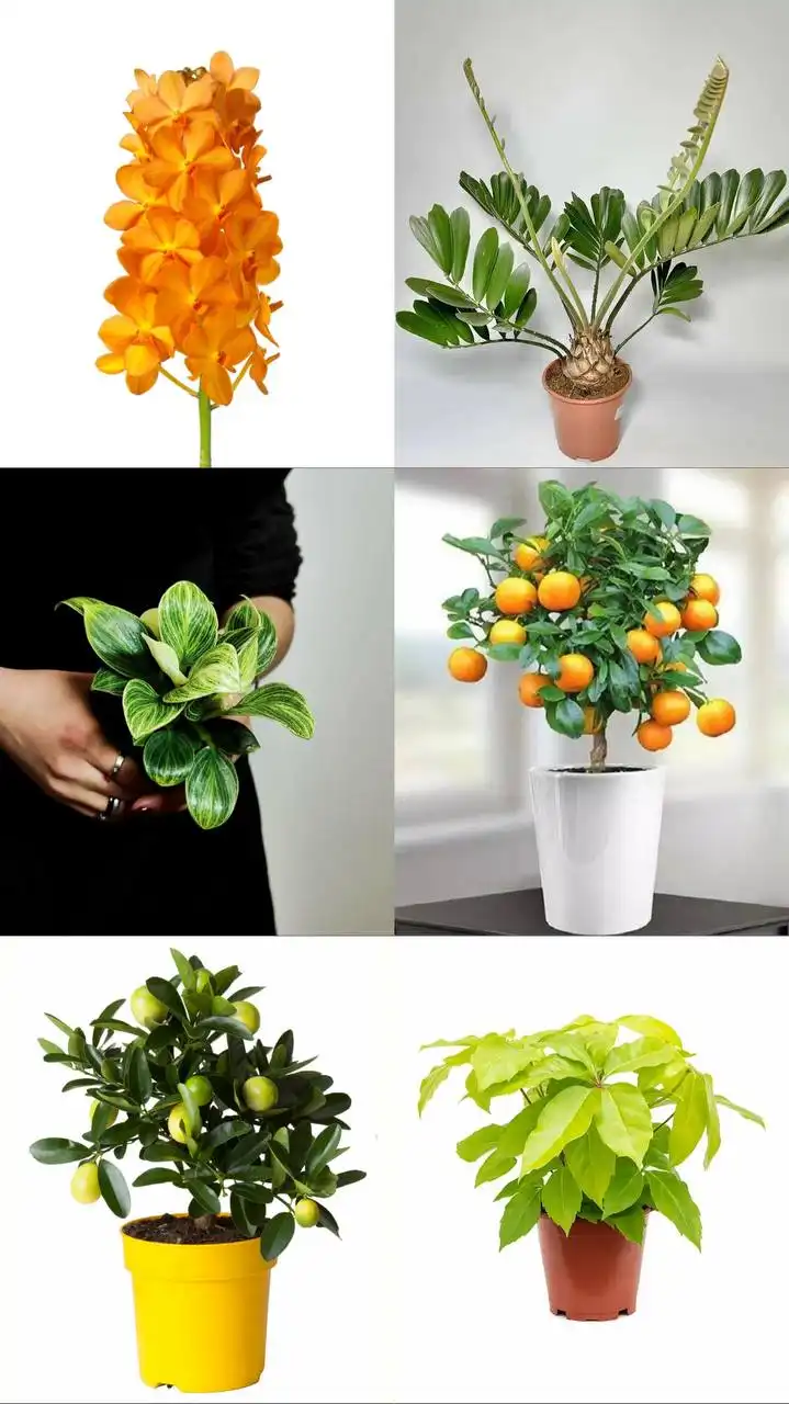 Анонс новой поставки растений - Растения (Хобби и отдых) в Ростов-на-Дону